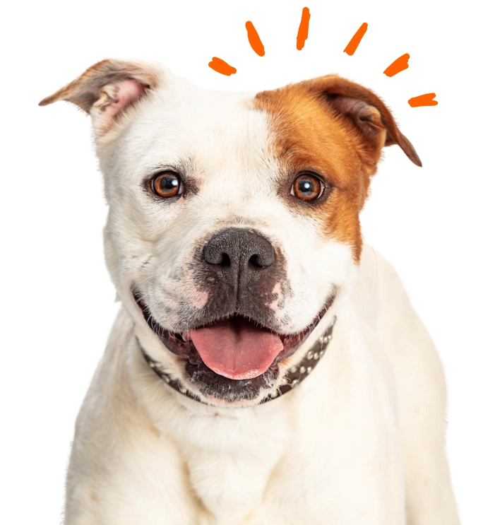 Animal Hospital San Diego