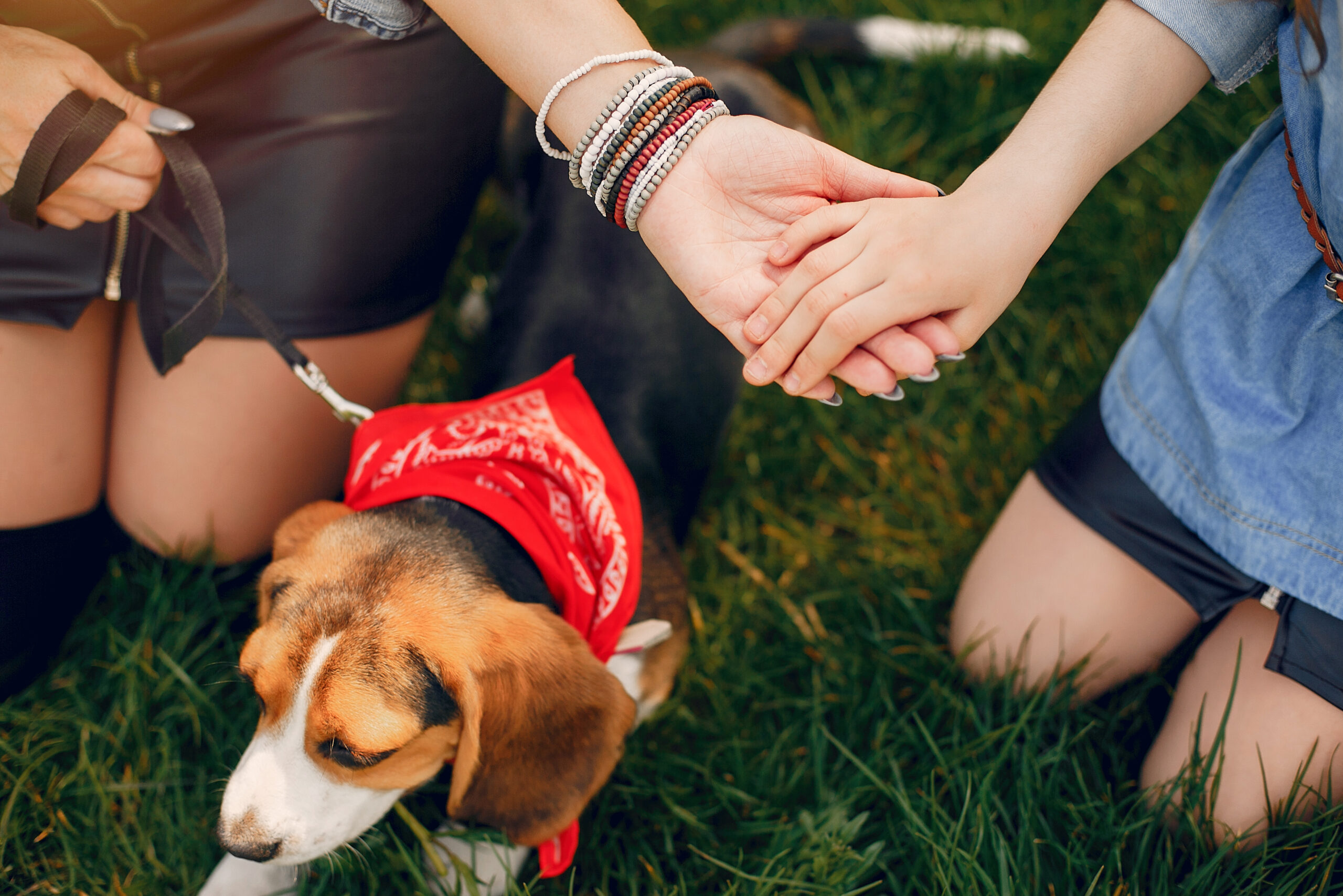 Black Mountain Animal Hospital | 5 Signs Your Pet Needs Emergency Veterinary Care: Insights from San Diego’s Top Clinics