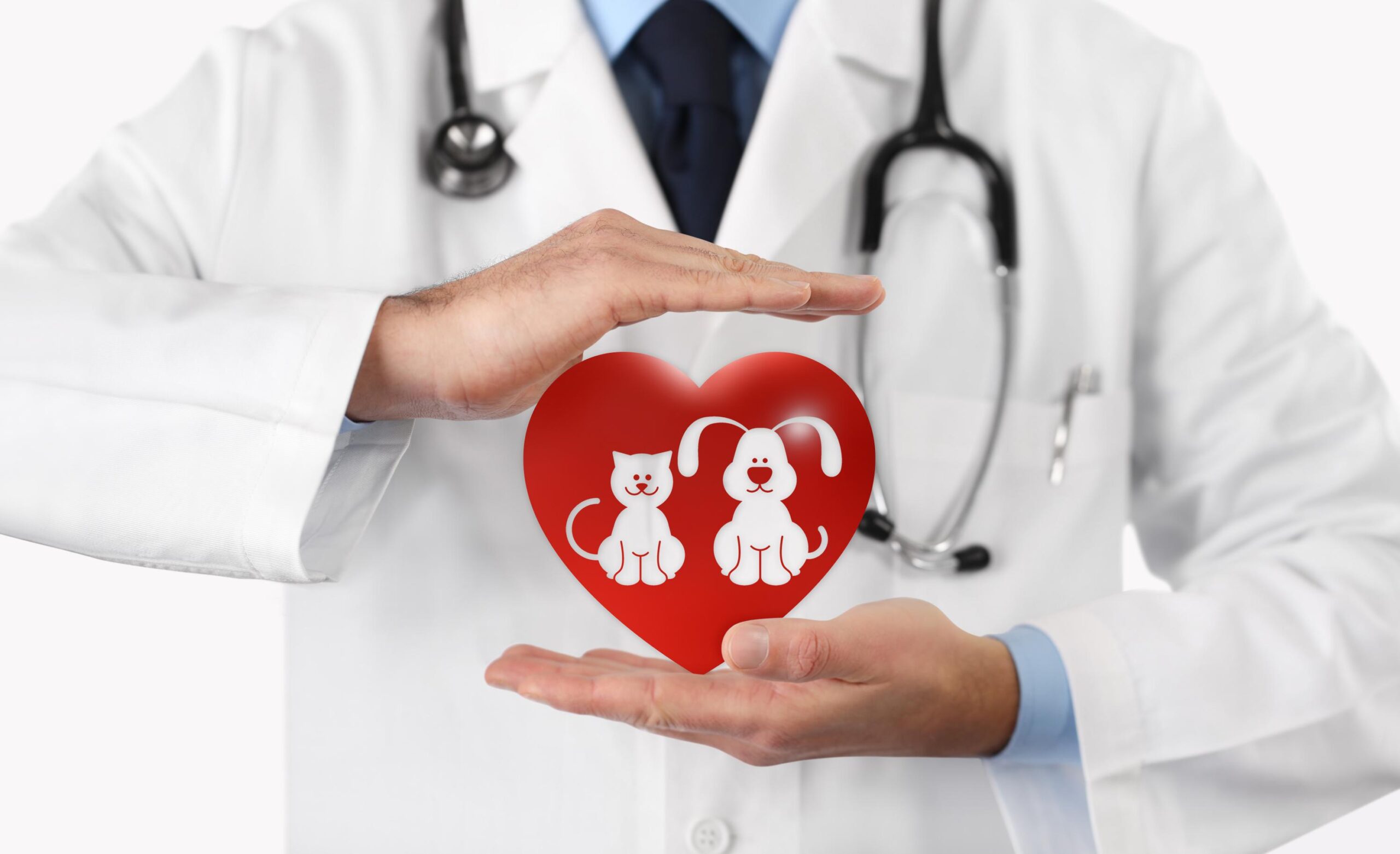 Black Mountain Animal Hospital|Blog