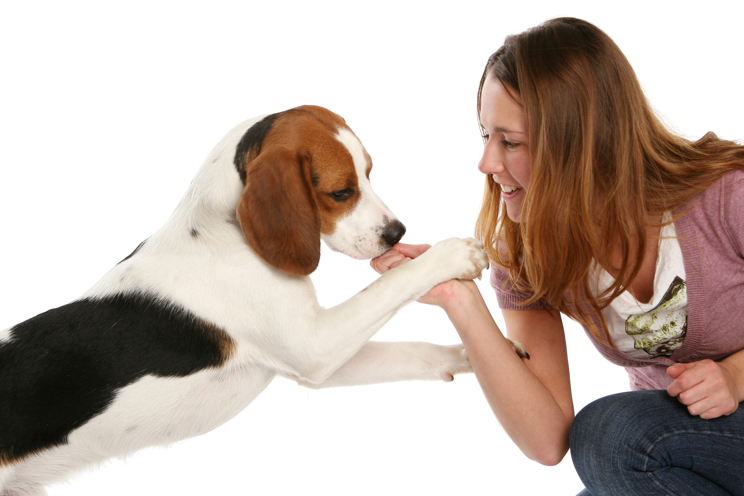 Black Mountain Animal Hospital | How to Safeguard Your Family with Effective Dog Bite Prevention