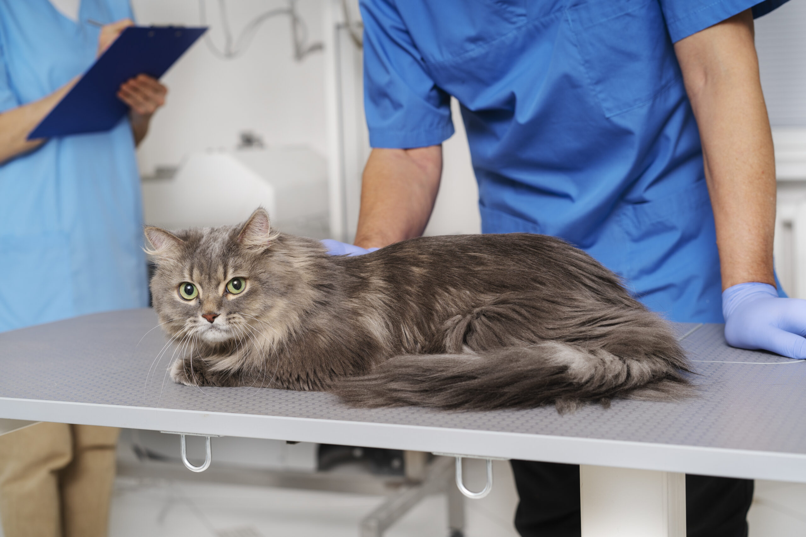 close-up-veterinary-doctor-taking-care-pet-scaled