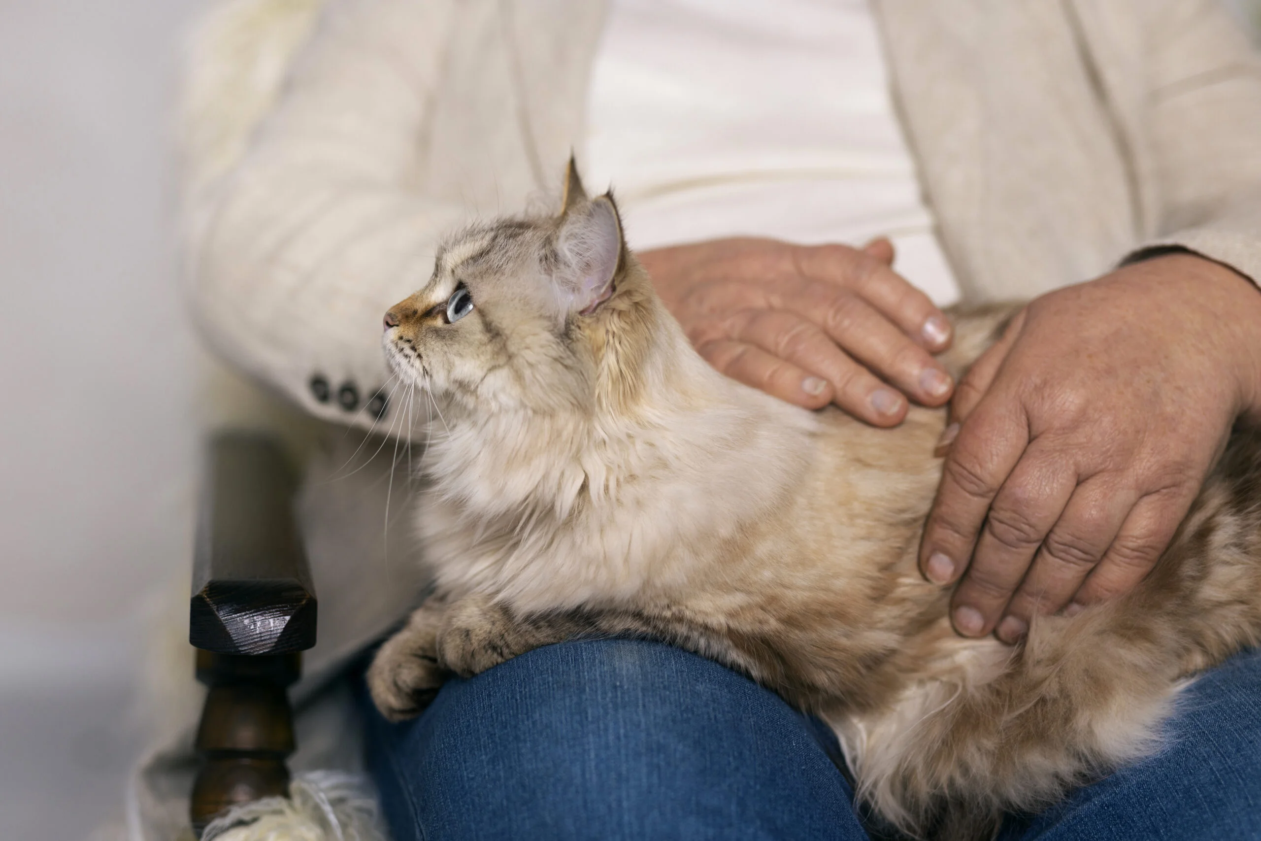 Cat Neuter Recovery Time: Tips for a Smooth Healing Process