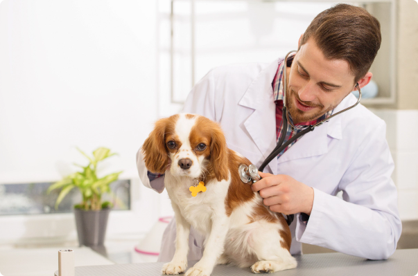 Black Mountain Animal Hospital|Contact Us Now