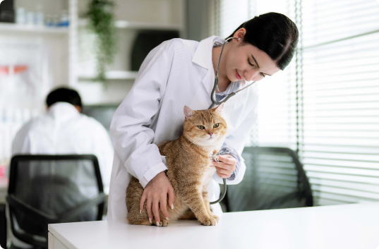 Black Mountain Animal Hospital|Urgent Care