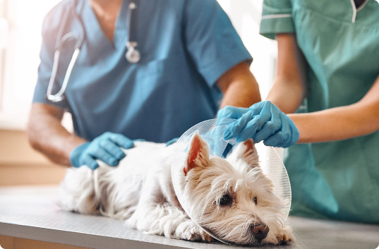 Black Mountain Animal Hospital|Urgent Care