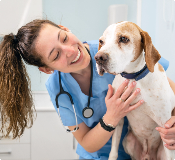 Black Mountain Animal Hospital|Urgent Care