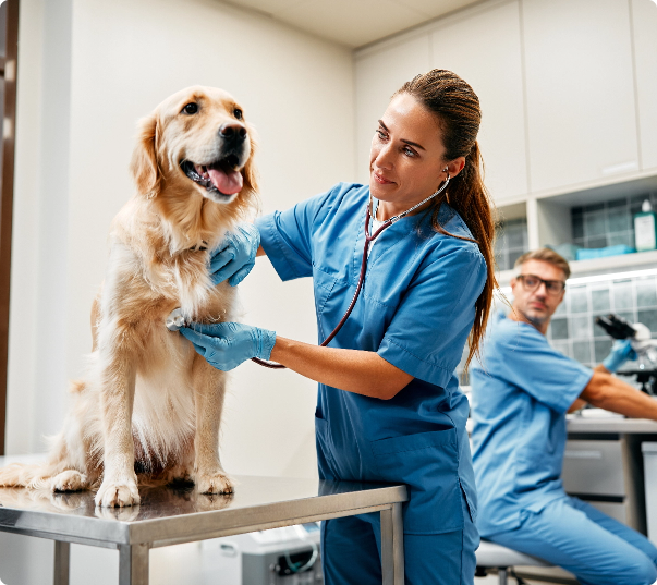 Black Mountain Animal Hospital|Urgent Care