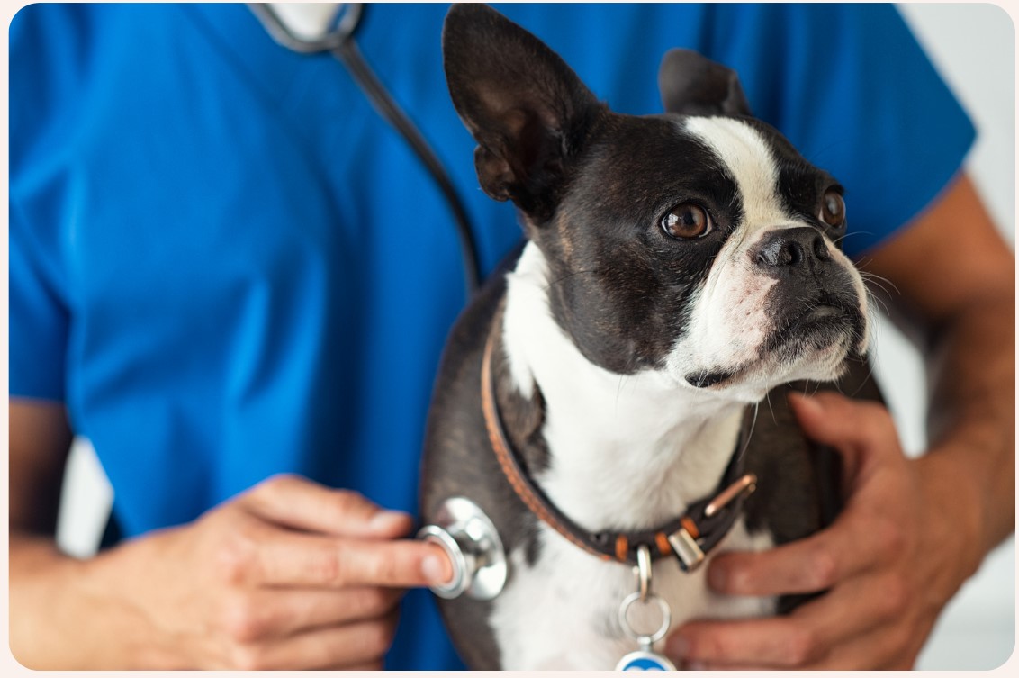 Black Mountain Animal Hospital|Elementor Homepage