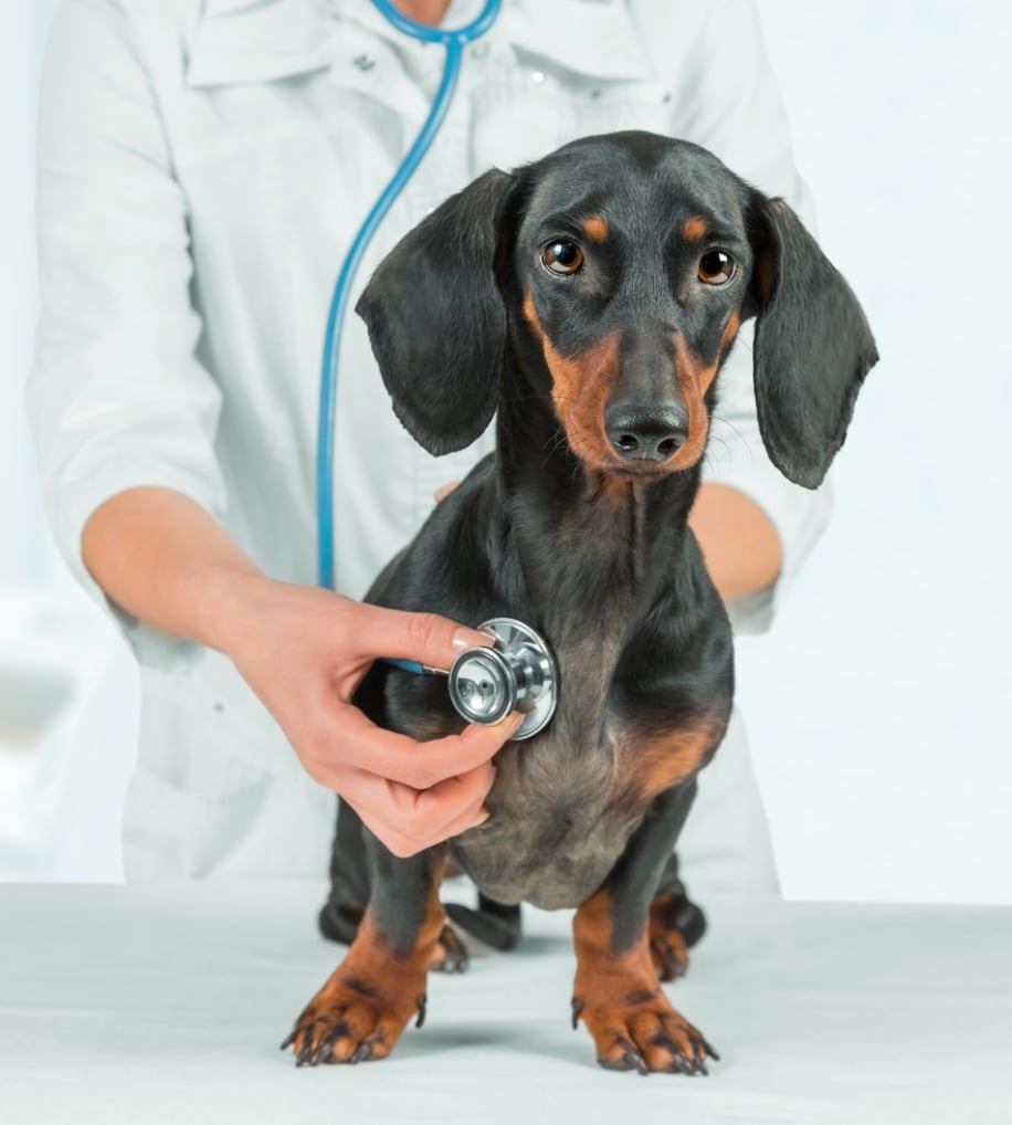 Black Mountain Animal Hospital|Drop Off Appointment