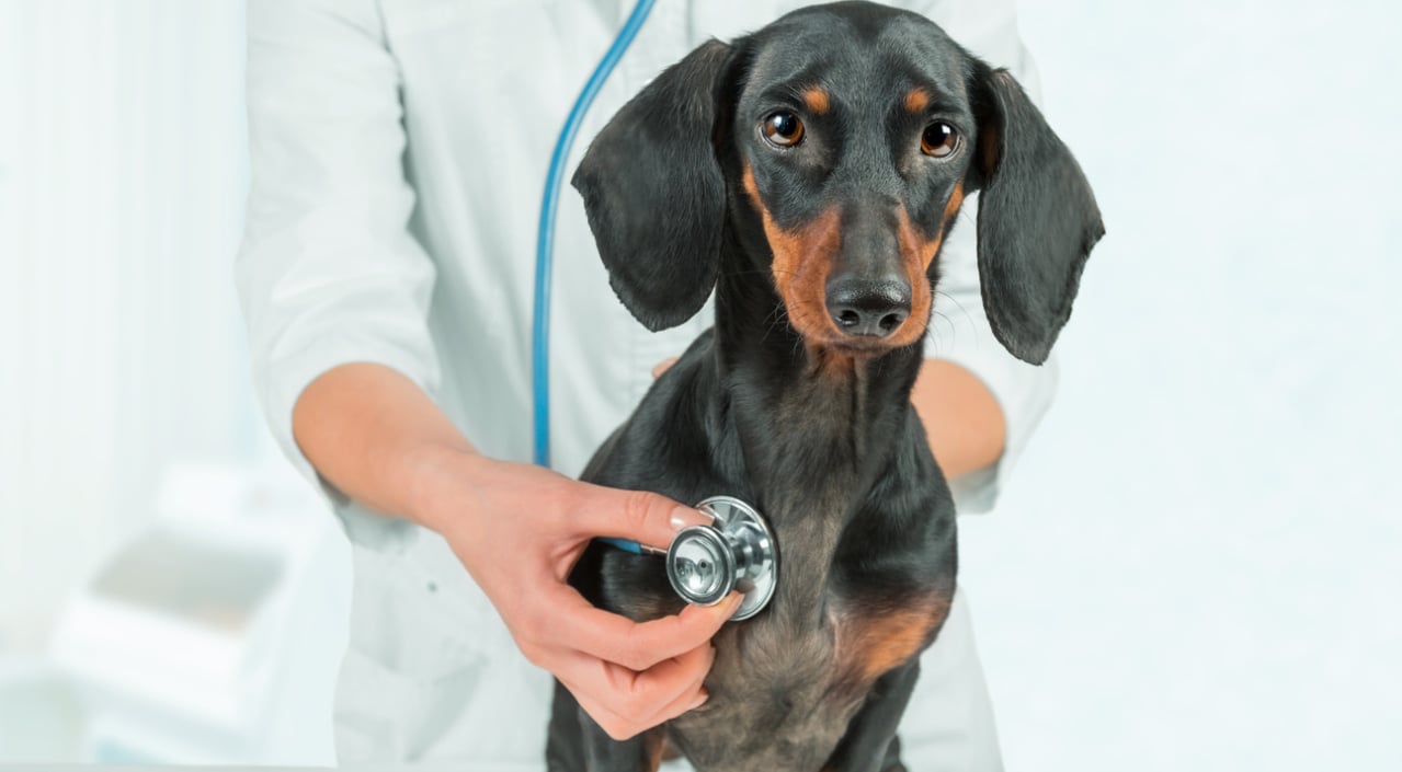 Black Mountain Animal Hospital|Get $25 off