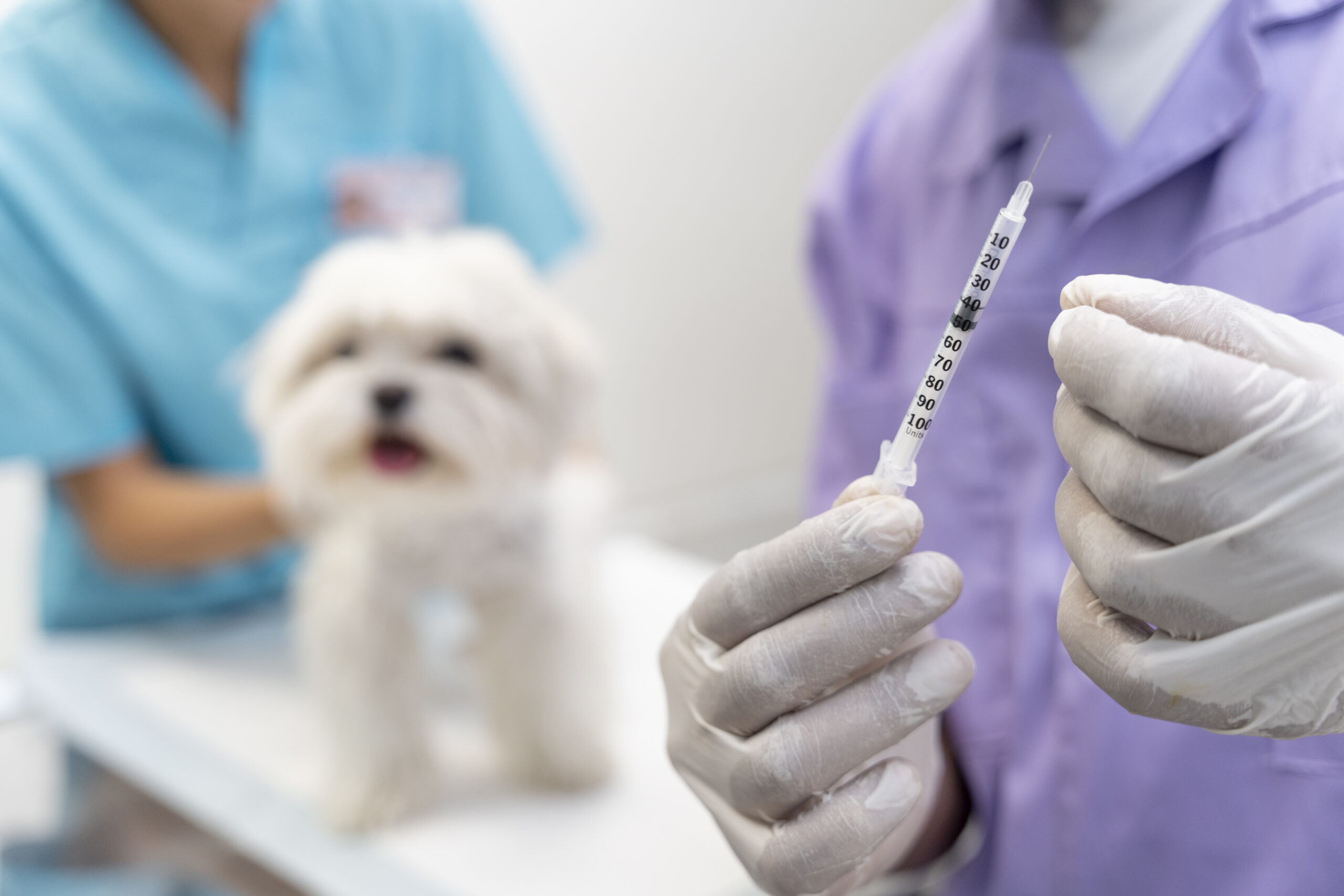 Black Mountain Animal Hospital | The Ultimate Puppy Vaccine Schedule: A Month-by-Month Guide