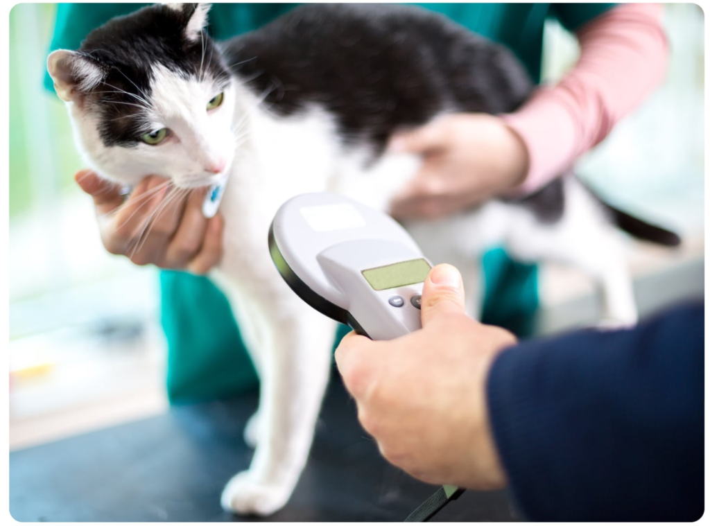 Black Mountain Animal Hospital|Microchipping