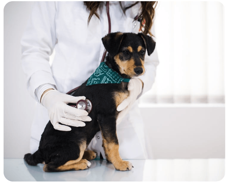 Black Mountain Animal Hospital|Vaccinations