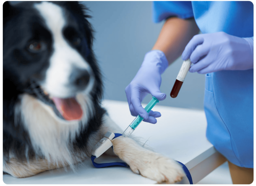 Black Mountain Animal Hospital|Pet Blood Work