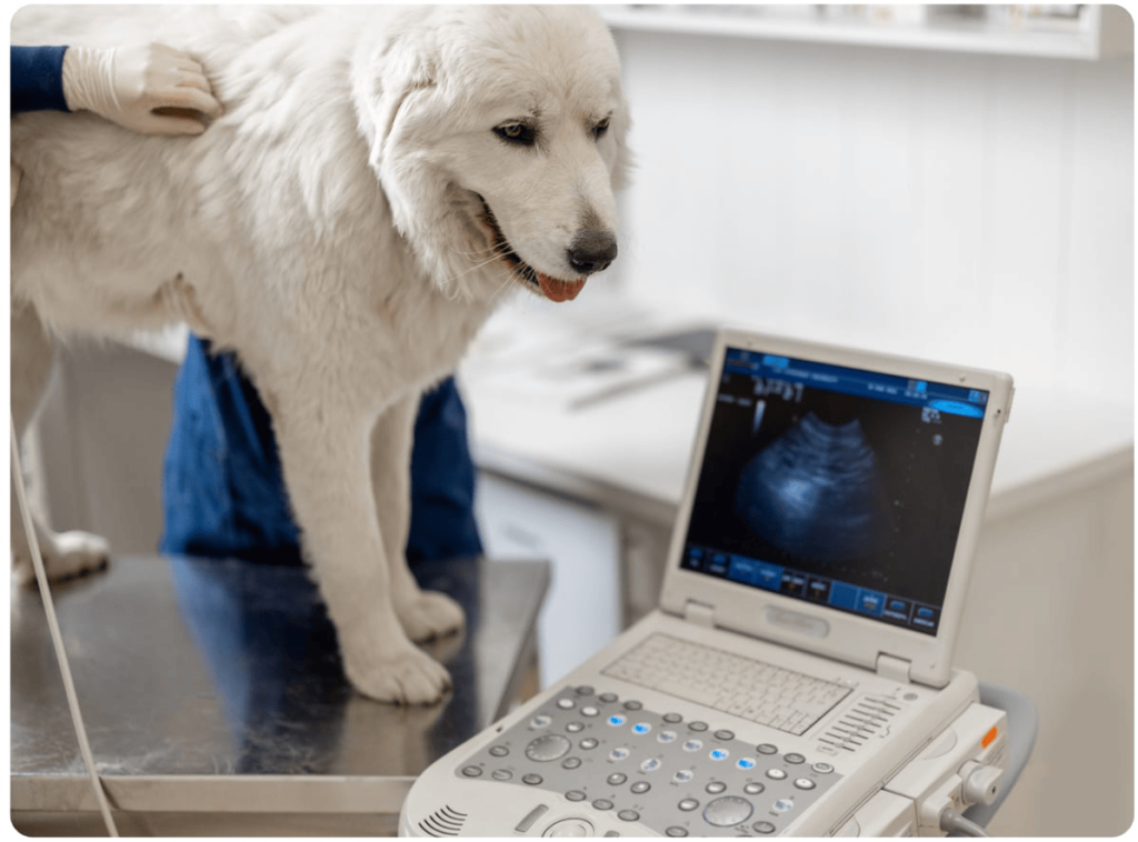 Black Mountain Animal Hospital|Pet Ultrasound