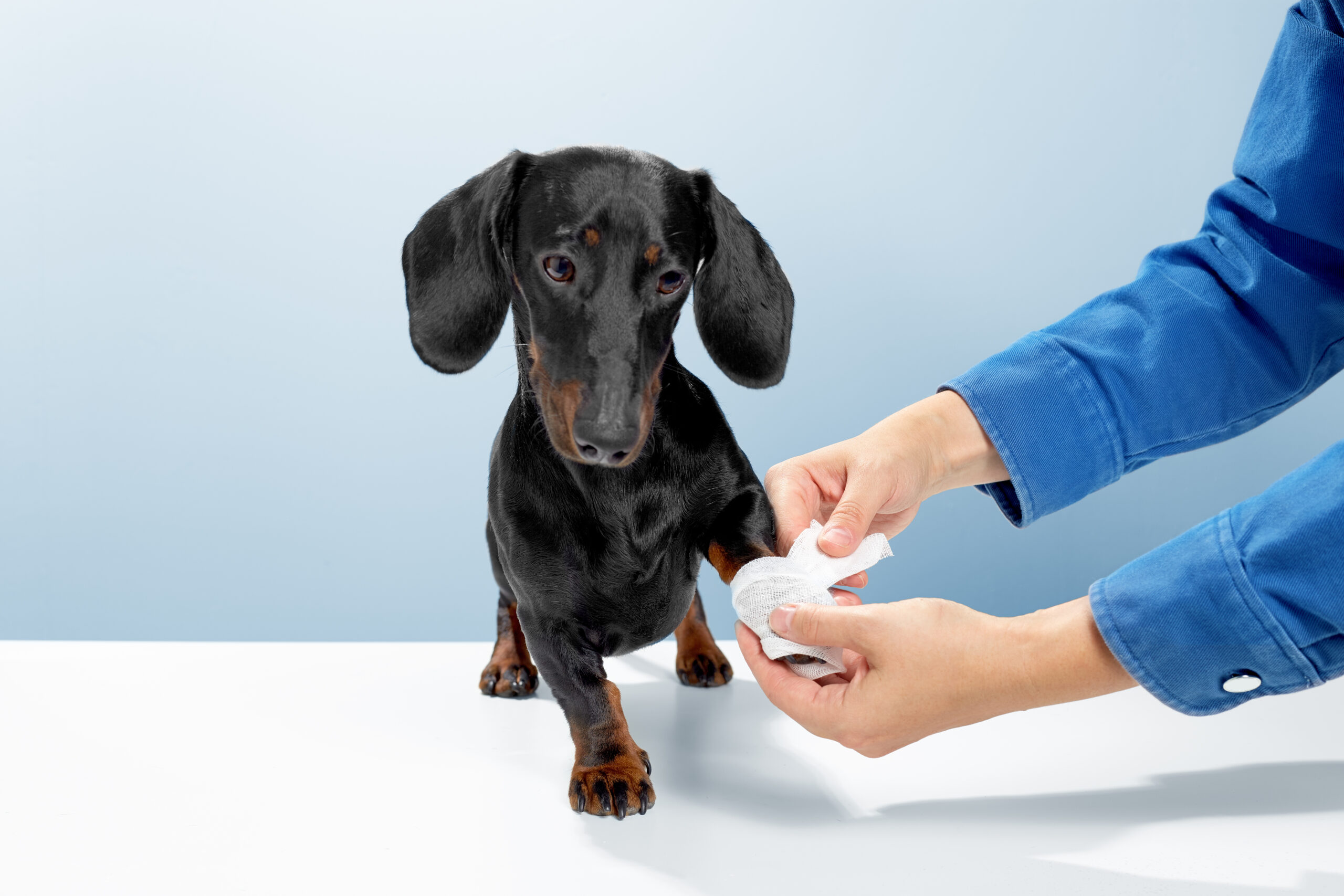 Black Mountain Animal Hospital | Puppy Vaccines and Socialization: Keeping Your Pup Safe Around Others