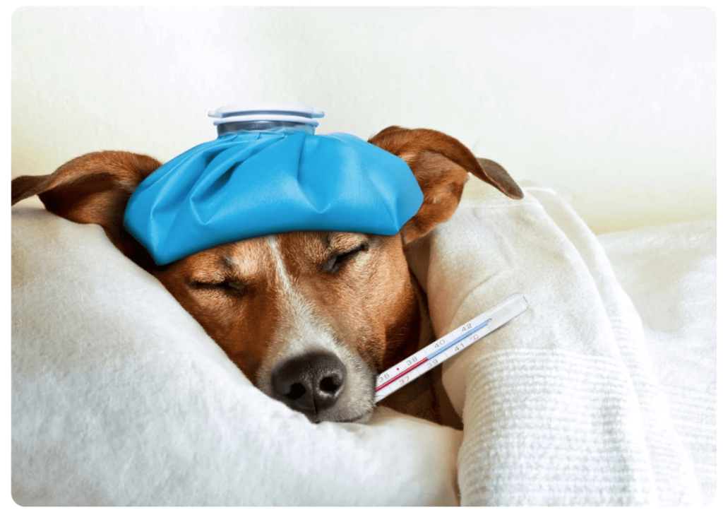 Black Mountain Animal Hospital|Sick Pet Visits