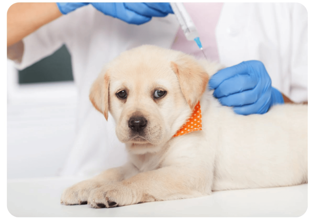 Black Mountain Animal Hospital|Vaccinations