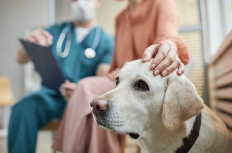 Black Mountain Animal Hospital|Urgent Care