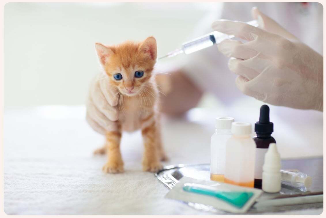 Black Mountain Animal Hospital|Vaccinations