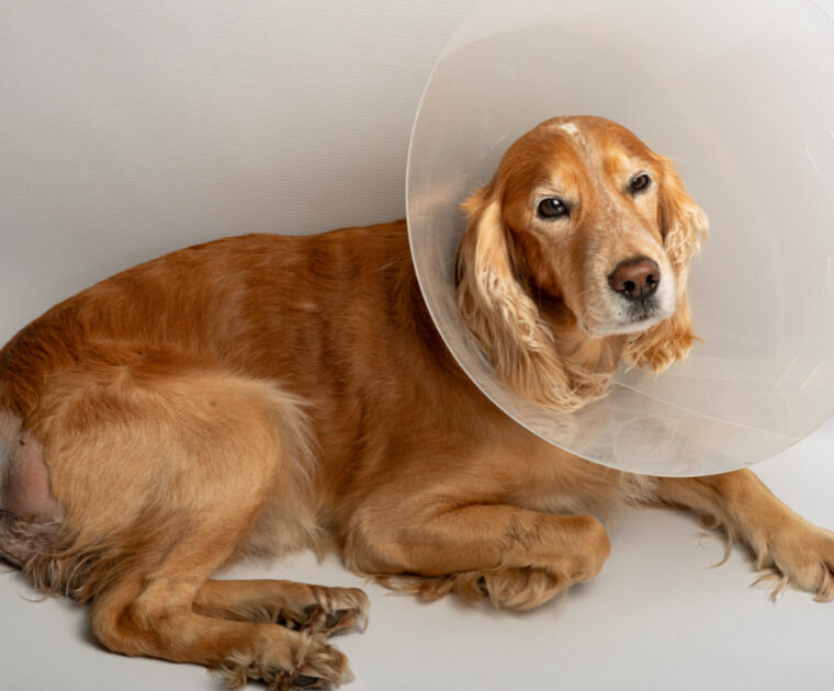 Pet Urgent Care