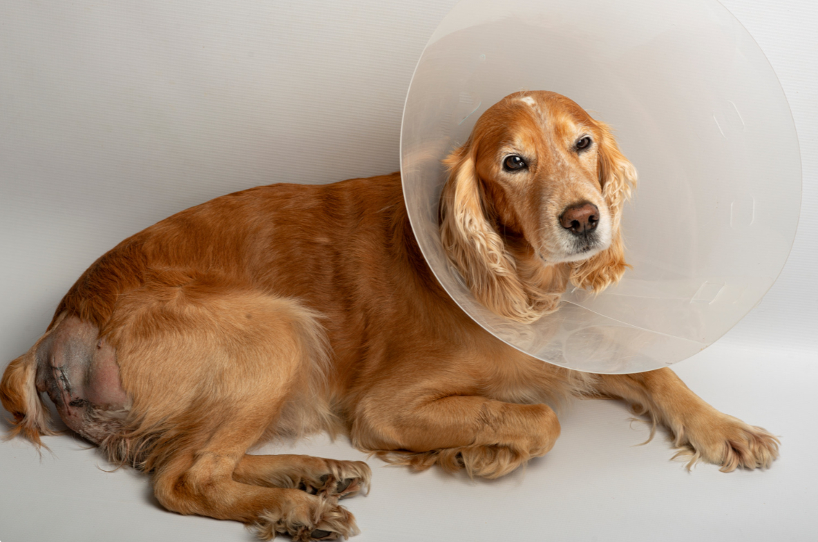 Pet Urgent Care