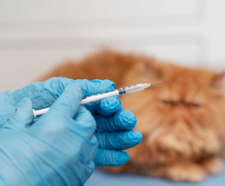 Dog and Cat Vaccinations