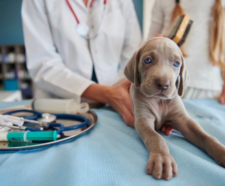 Emergency Veterinary Hospital