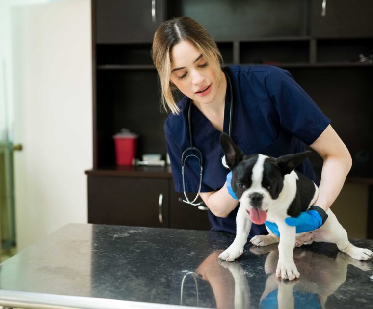Urgent Care Veterinarian